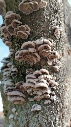 Schizophyllum commune