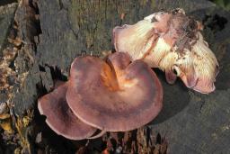 Panus conchatus