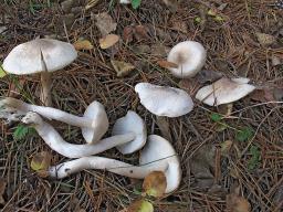 Tricholoma scalpturatum