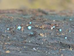 Chlorociboria aeruginascens