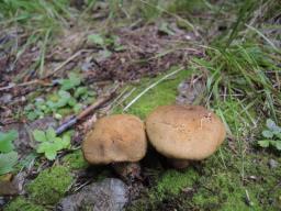 Cortinarius venetus var. montanus