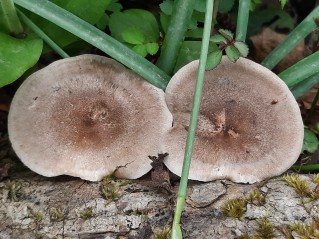 Lentinus substrictus