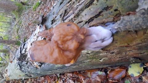 Gyromitra infula