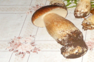 Boletus reticulatus