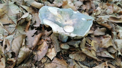 Russula heterophylla