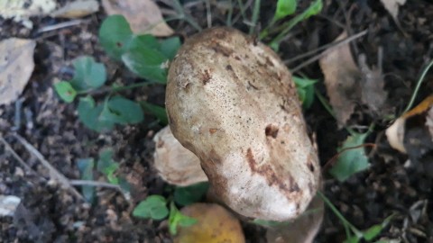 Paxillus involutus