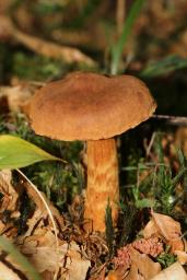 Cortinarius rubellus