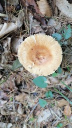 Russula foetens