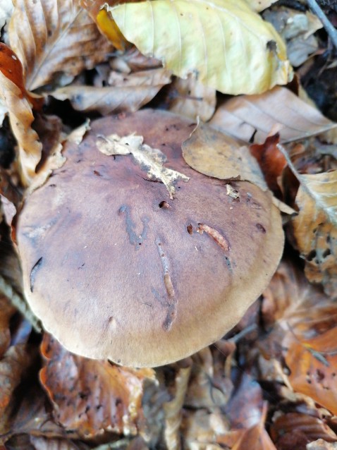 Tricholoma ustale