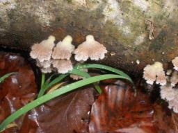 Schizophyllum commune