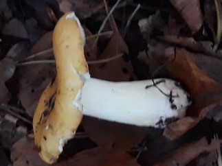 Russula ochroleuca