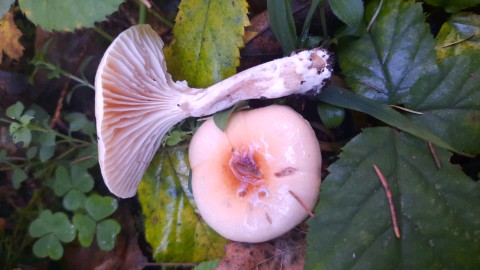 Hygrophorus discoideus