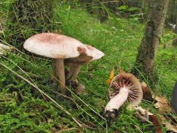 Hygrophorus erubescens