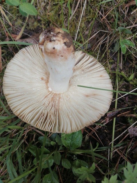 Russula foetens