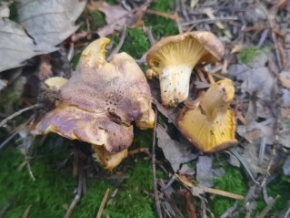 Cantharellus amethysteus