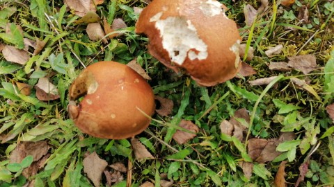 Leccinum versipelle