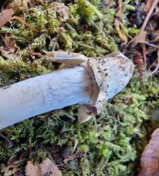 Amanita huijsmanii