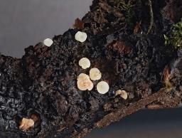 Hymenoscyphus imberbis