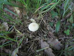 Agrocybe praecox