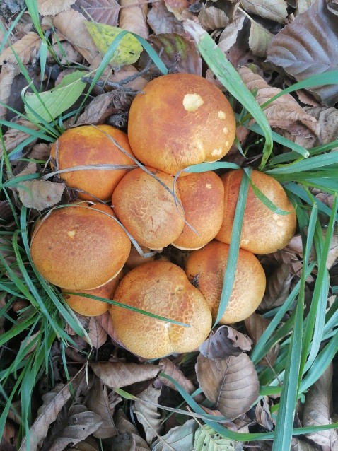 Pholiota aurivella