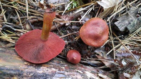 Cortinarius purpureus