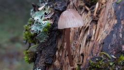 Mycena purpureofusca