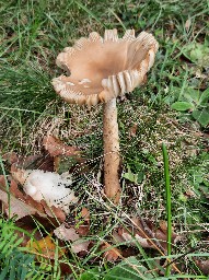 Amanita lividopallescens