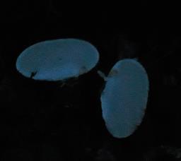 Scleroderma citrinum