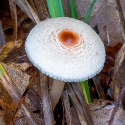 Lepiota cristata