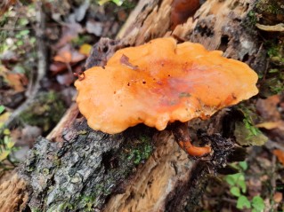 Hygrophoropsis aurantiaca