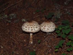 Chlorophyllum rhacodes