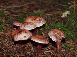 Hygrophorus capreolarius