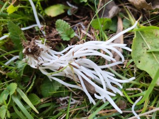 Clavaria fragilis