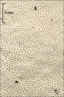 Fomitopsis betulina