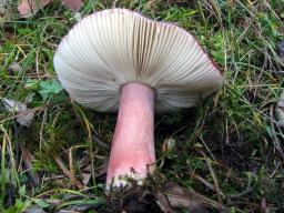 Russula queletii