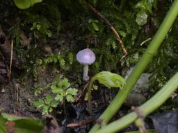 Cystolepiota bucknallii