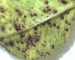 Uromyces minor