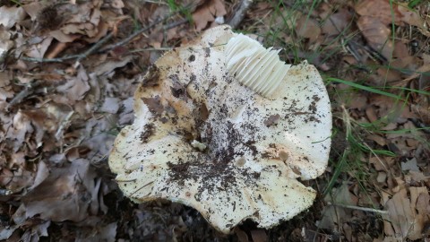 Russula delica