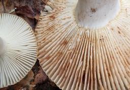 Russula praetervisa