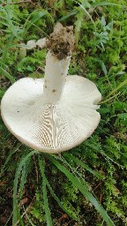 Russula heterophylla