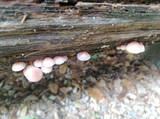 Mycena inclinata