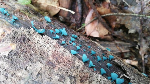 Chlorociboria aeruginascens