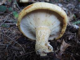 Lactarius intermedius