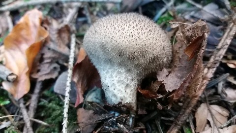 Lycoperdon umbrinum