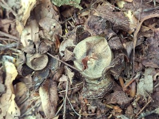 Astraeus hygrometricus