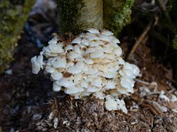 Flammulina filiformis