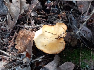 Cantharellus cibarius