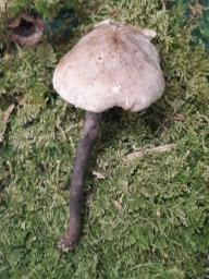 Cystolepiota bucknallii