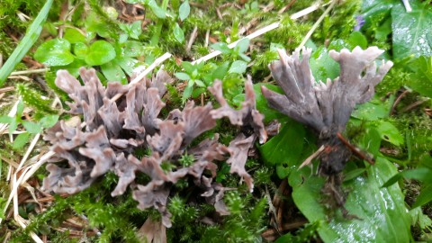 Thelephora palmata