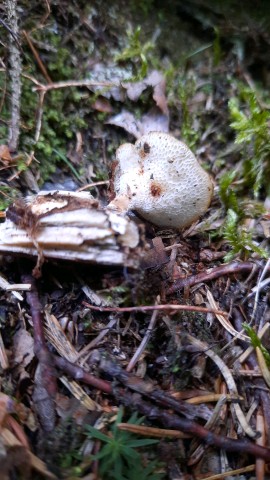 Polyporus tuberaster